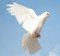 DOVE